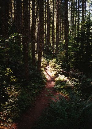 The trail winds through trees and spotty sunlight.