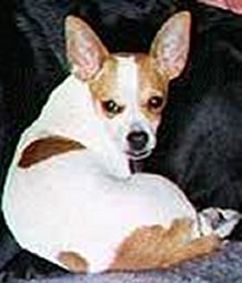 Paco<br>
