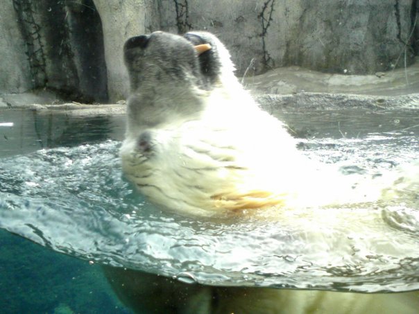 Polar Bear Backstroke