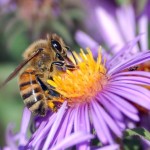 European_honey_bee_extracts_nectar